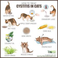 How To Treat Cystitis In Cats Top 10 Home Remedies Cat Uti Cat Care Cat Remedies