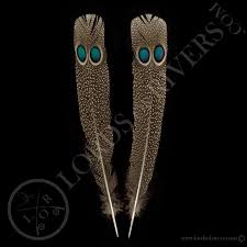 It is the national bird of myanmar. Double Eyed Side Tails Paired Grey Peacock Pheasant