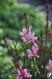 Pianta grassa con fiori rosa. Erbacee Perenni Vivaio Angelo Paolo Ratto