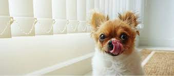 My Dog Keeps Licking And Swallowing Petplace