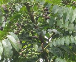 Image result for Canarium schweinfurthii