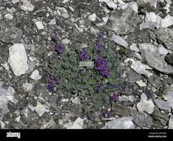 Image result for Wahlenbergia collomioides