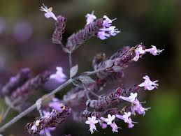 Image result for Aeollanthus rehmannii