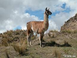 Ecuador zählt zu den 17 ländern der erde, in denen gemeinsam 70 prozent aller arten der welt zu finden sind. Fauna Tiere Tierwelt In Ecuador Ecuador Discover