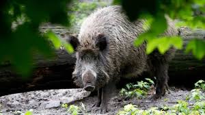 Heimische pflanzen an ihren natürlichen standorten. Wildschweine Aus Dem Garten Vertreiben