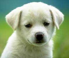 One thing that humans often wonder when considering how their dogs spend their time when their away is if dogs actually have a sense of time and miss us when we're gone. 20 Pet Stores Close To Me Ideas Dogs Pet Supplies Pet Store