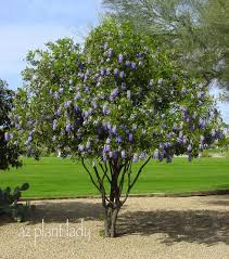 Image result for Sophora velutina
