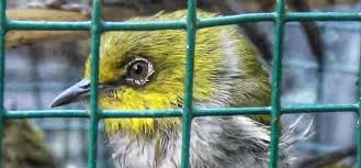 Maybe you would like to learn more about one of these? Wabah Tak Setop Perdagangan Ilegal Ratusan Burung Mati Saat Proses Pengiriman Mongabay Co Id Mongabay Co Id