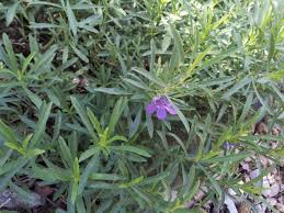 Image result for Dyschoriste transvaalensis