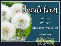 Maybe you would like to learn more about one of these? Dandelion Meaning Symbolism Flower Meanings