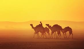 Silhouette of four camels photo, camels, sunlight, shadow, desert. A Convoy Of Camels National Geographic Photo Contest 2011 National Geographic Photo Contest Camels National Geographic