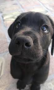 Thinkpup Shop Redbubble In 2020 Cute Dogs Black Labrador Retriever Cute Baby Animals