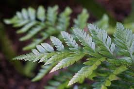 Image result for Rumohra