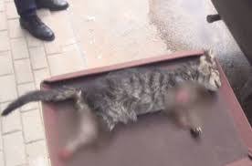 Yavru Kedi Devletbilgi Com
