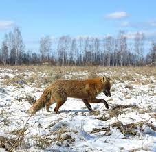 Auch hier können pflanzen, tiere oder der menschliche organismus das schwere wasser nicht von h²o unterscheiden. Tschernobyl Verstrahlt Aber Glucklich Welt