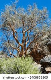 Image result for Sterculia quinqueloba