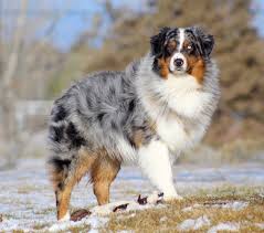 Mini australian shepherd puppies for sale under $200. Planned Litters High Desert Aussies