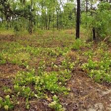 Image result for Ficalhoa laurifolia