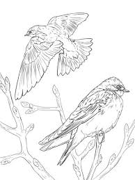 Realistic Tree Swallows Coloring Page Free Printable Coloring Pages Colouring Art Therapy Bird Coloring Pages Coloring Pages