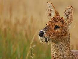 Check spelling or type a new query. Chinese Water Deer Facts Habitat Diet Life Cycle Baby Pictures