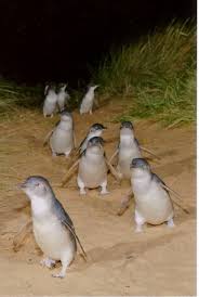 Phillip Island Australia A Poche Ore Dal Melbourne Victoria E Famosa Per La Parata Dei Pinguini Penguins Australia Travel Australian Animals