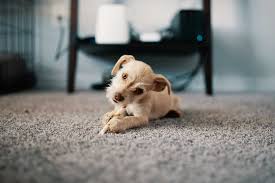 See full list on wikihow.com How To Stop Your Dog Peeing Or Pooping On A Carpet Spot Best Carpet Extractor Cleaner Reviews 2021