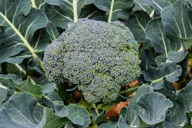 Experte sagt, sie ist „die disruptivste aktie der welt! Growing Broccoli Planting Growing And Harvesting Broccoli Plants The Old Farmer S Almanac