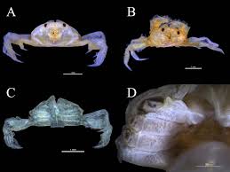 Image result for Cadaba glaberrima