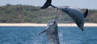 Брэд питт, эрик бана, орландо блум и др. Dolphin Watching From Troia