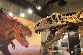 Rex's popularity in the u.k. Is Scotty The Biggest T Rex Maybe Not Scientific American Blog Network