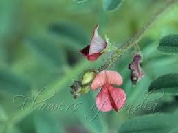 Image result for Indigofera colutea