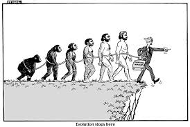 human evolution