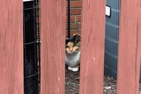Learn the difference and how to help them when you see them. Feral Cats Abound In Arlington Arlnow Com