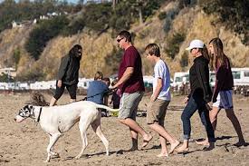 Dog first aid kit always carry a dog first aid kit when traveling with your pet. Scouting Bsa Dog Care Merit Badge Wikibooks Open Books For An Open World