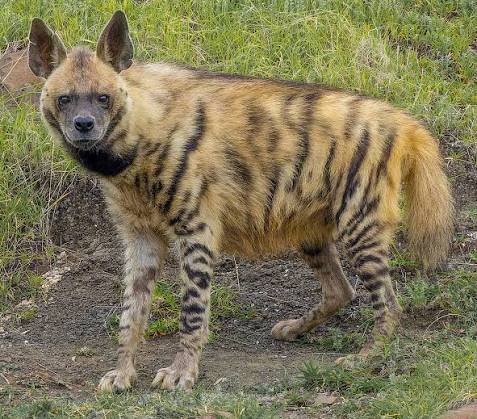 Striped hyena - Wikipedia
