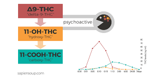 Human Metabolism Of Thc Sapiensoup Blog