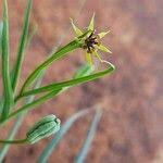 Image result for Iphigenia pauciflora