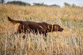 irish setter dog breed information