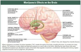 How Does Marijuana Produce Its Effects National Institute