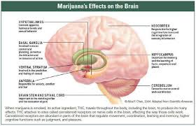 how does marijuana produce its effects national institute