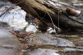 Birds Of The Southwest United States Song Sparrows Can Be Found Across Most Of The United States And Canada But They Don T All Look The Same Southwest Birds Ar Southwest Birds Song Sparrow Birds
