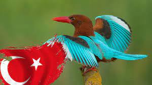 turkiyede yasayan en guzel 10 kus turu youtube