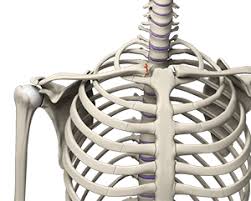 Image result for Chest Trauma