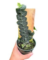 Image result for Rorippa cryptantha