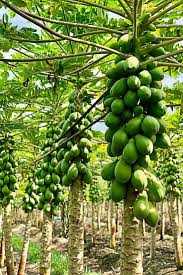 It isn't difficult to tell the difference between a male and a female papaya tree. Solos In A Field The Papaya Plant Grows The Fruit In A Spiral About Its Trunk With Its Big Leaves Providing A Canopy O Papaya Plant Papaya Tree Trees To Plant