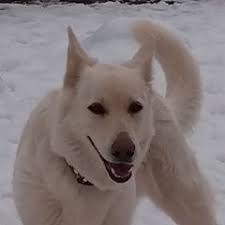 25 cute German Shepherd puppies for sale in Redding, California