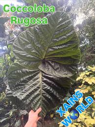 Image result for Rogiera cordata