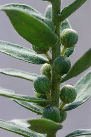 Image result for Clutia