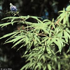 Image result for Vitex patula