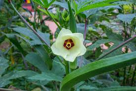 Image result for Abelmoschus esculentus